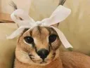 jerecat