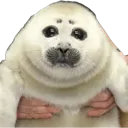 seallift