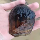 muteclam