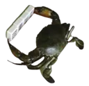crabmahjong