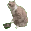 catseriesfood