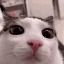 blinkblink