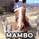 mambo