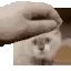 JohnCatPat