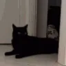 catgrab