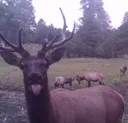 P_theu3_DEERBLEP