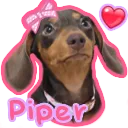 pipernoswiper