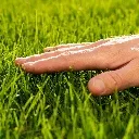 grass