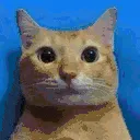 catshot