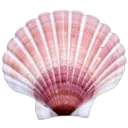 8_shell