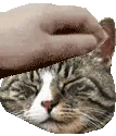 petthebailey