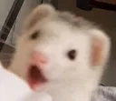 FerretWhoa