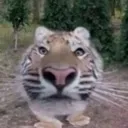 helloeverynyan