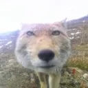 hallo