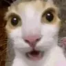 catscared