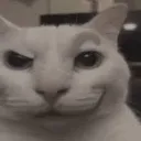 Cat2 Cat2