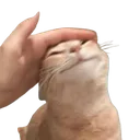 CatPat