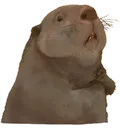 beaverpls