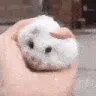 hamster