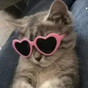 coolkitten