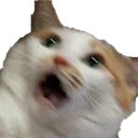 a_cat_shock_oh