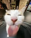 gato