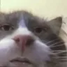 hee custom emote from Las Patas de Vaporeon