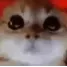 AngryCat