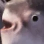 feesh