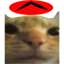 :thiscat: