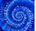 bluetiedie