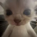 catcat