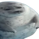 sealfatty
