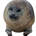 sealsmush