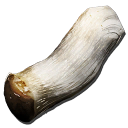 :mush_wood: