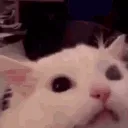 catscreaming_animatedemoji