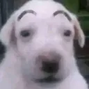 browDog