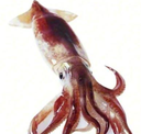 :B_Squid: