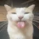 datcat