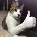 goodCat