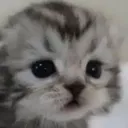 cxvxcvxcv