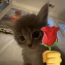 rose_for_u