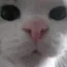 nemeczek