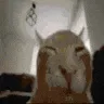 BuhFlipExplode BuhFlipExplode