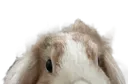 bambilurk