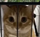 Huh Huh