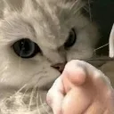 catfingerpoint