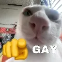 gay