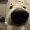 dogsniff