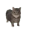 catoiia